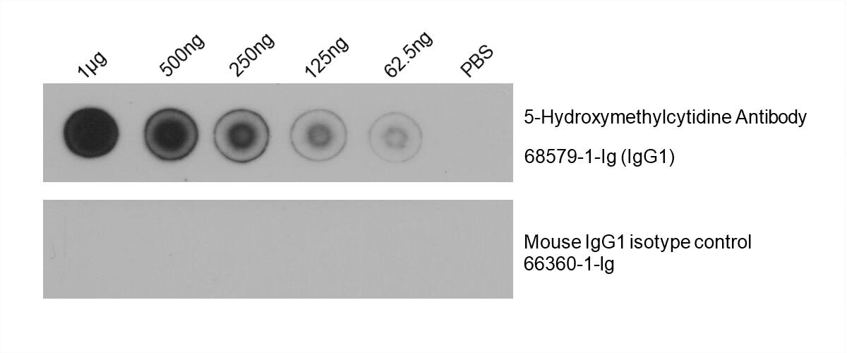 Dot Blot experiment of RNA using 5-Hydroxymethylcytidine Monoclonal antibody (68579-1-Ig)